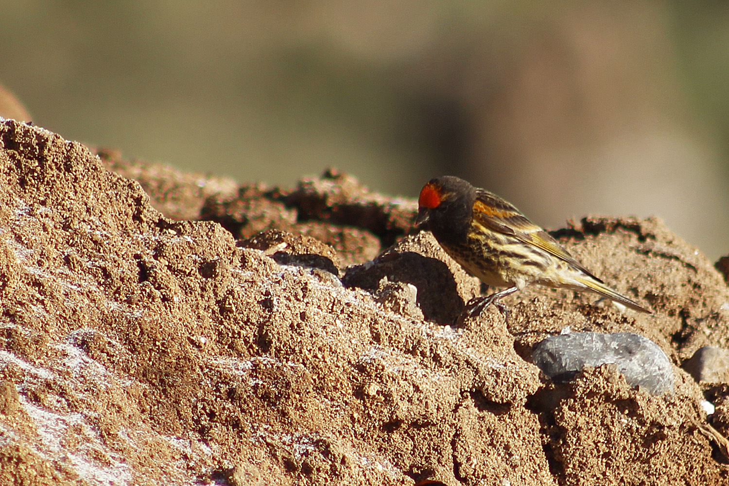 Fire-fronted Serin